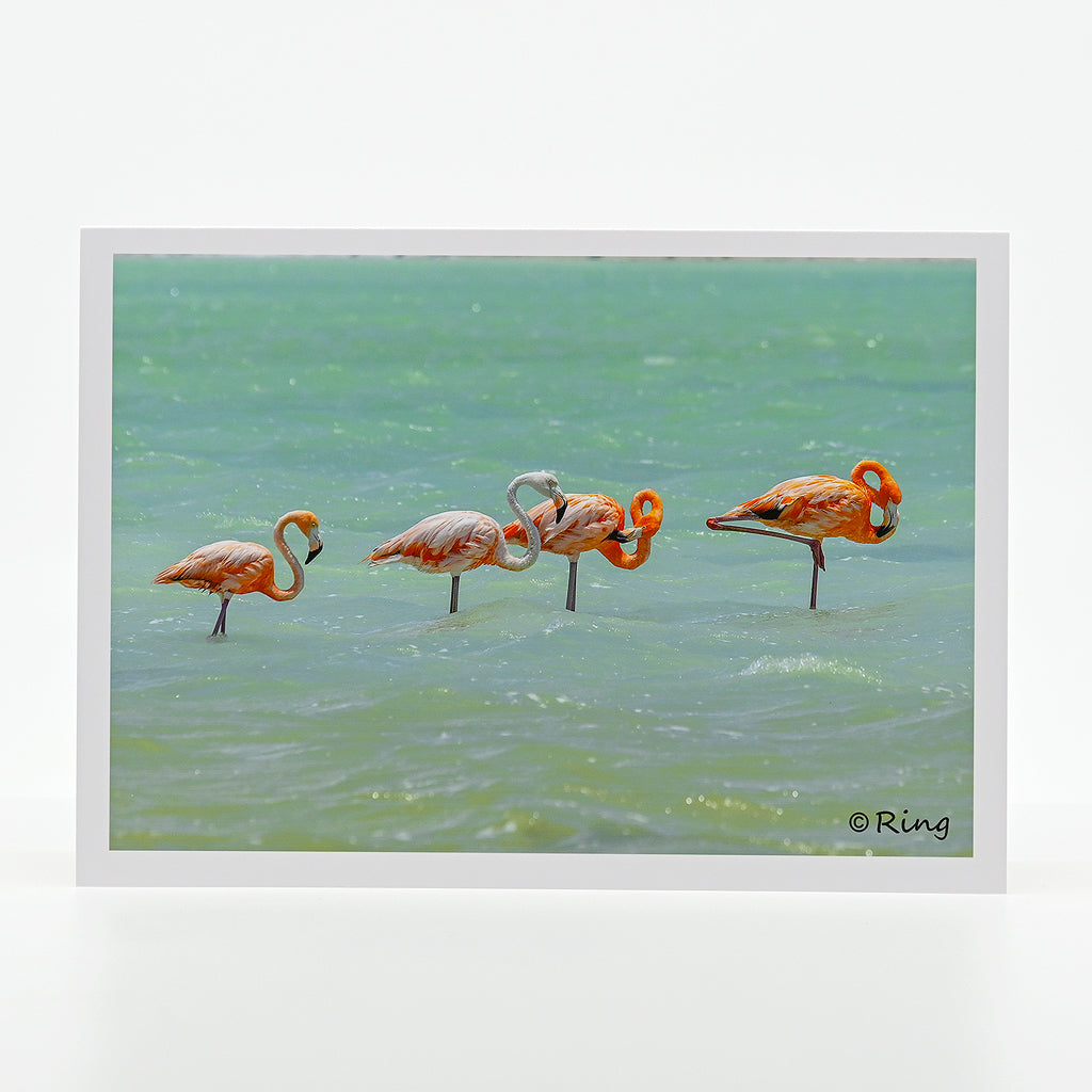 A flock of flamingos in a Caribbean salt pan photograph on a greeting card