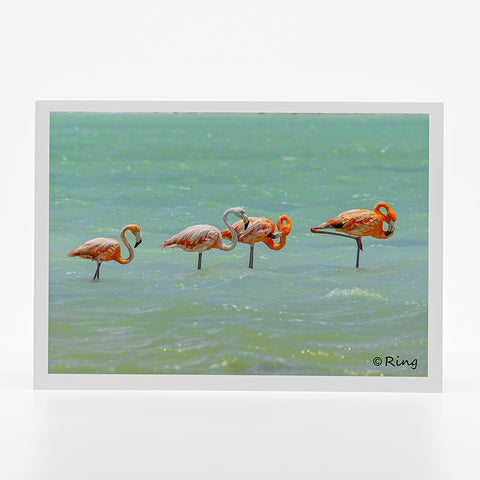 A flock of flamingos in a Caribbean salt pan photograph on a greeting card