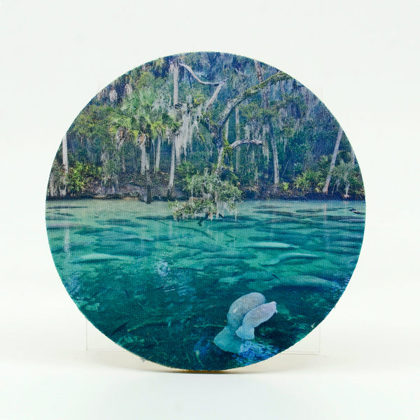 Blue Springs State Park manatee photograph on a round rubber home coaster