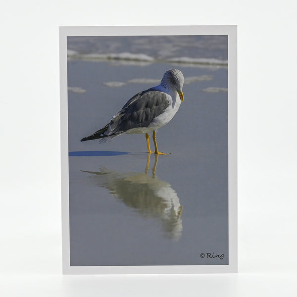 Seagull on the beach photograph on a greeting card