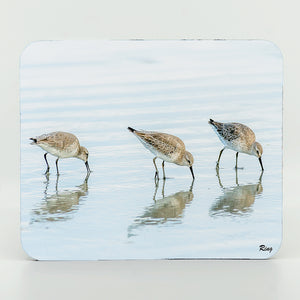 White Rump Sandpipers Gifts