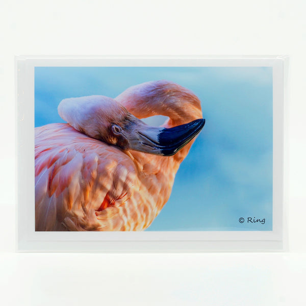 A flamingo sleeping photograph on a greeting card