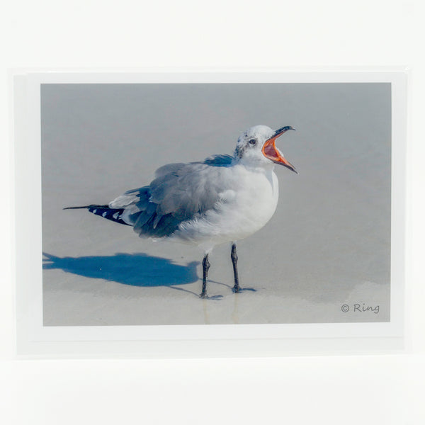 Laughing Gull Gifts