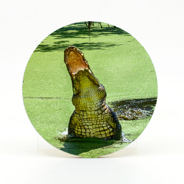 Alligator 10 Gifts