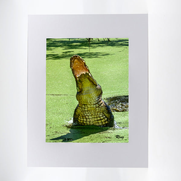 Alligator 10 Gifts