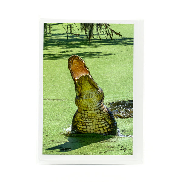 Alligator 10 Gifts