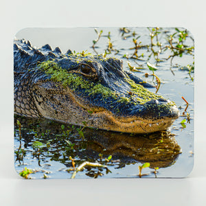 Alligator 7 Gifts