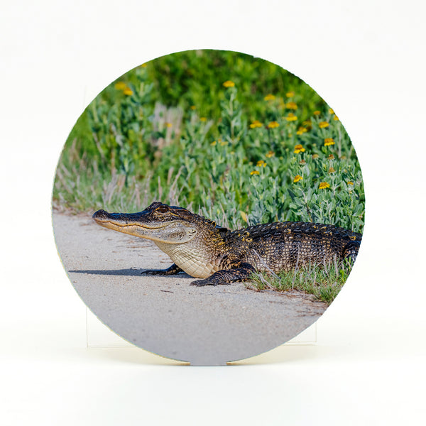 Alligator 8 Gifts