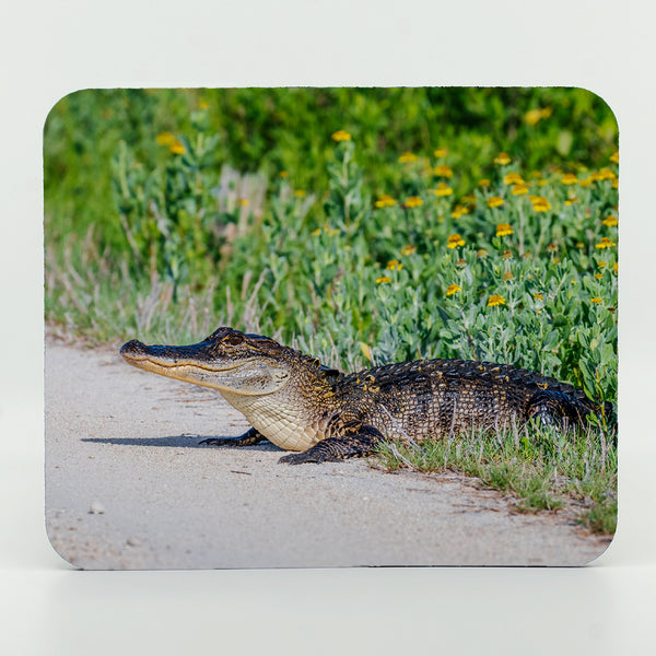 Alligator 8 Gifts