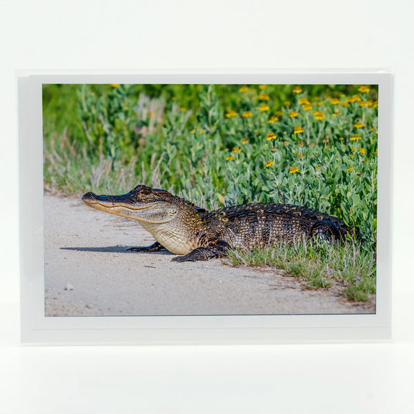 Alligator 8 Gifts