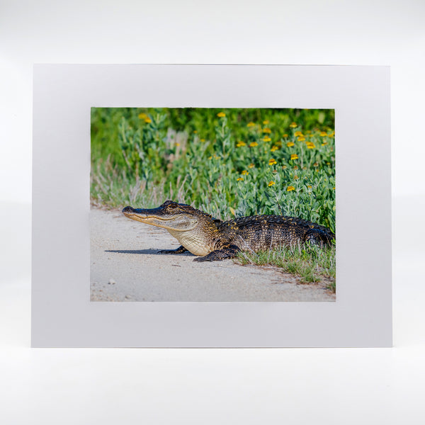 Alligator 8 Gifts