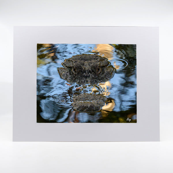 Alligator 9 Gifts