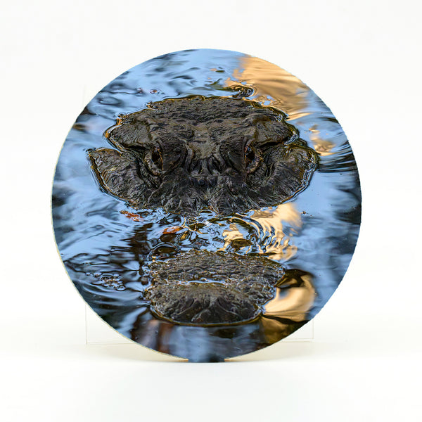 Alligator 9 Gifts
