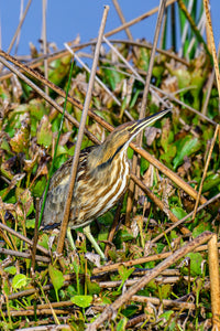 American Bittern