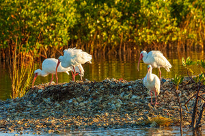 American White Ibis 2