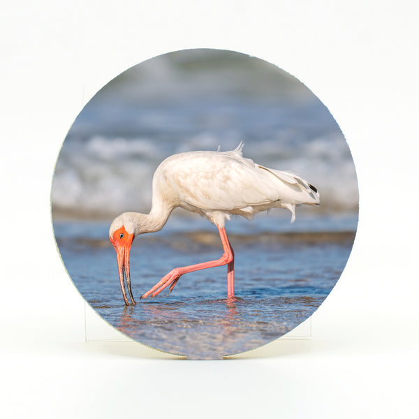 American White Ibis 5 Gifts
