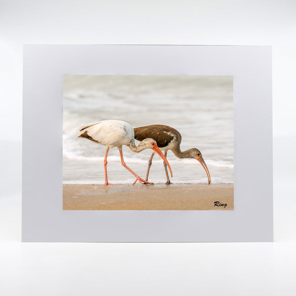 American White Ibis 6 Gifts