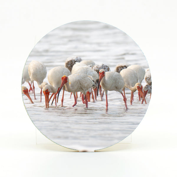 American White Ibis 7 Gifts