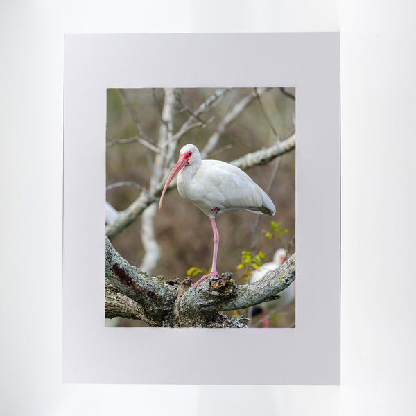 American White Ibis Gifts