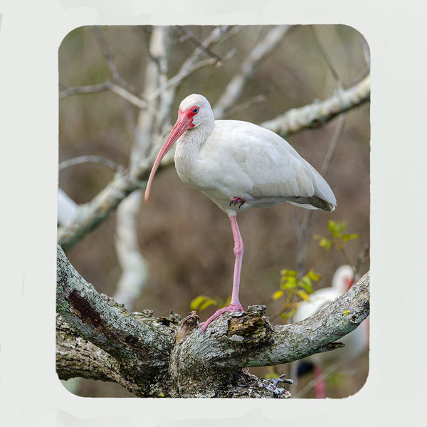 American White Ibis Gifts