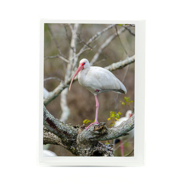 American White Ibis Gifts