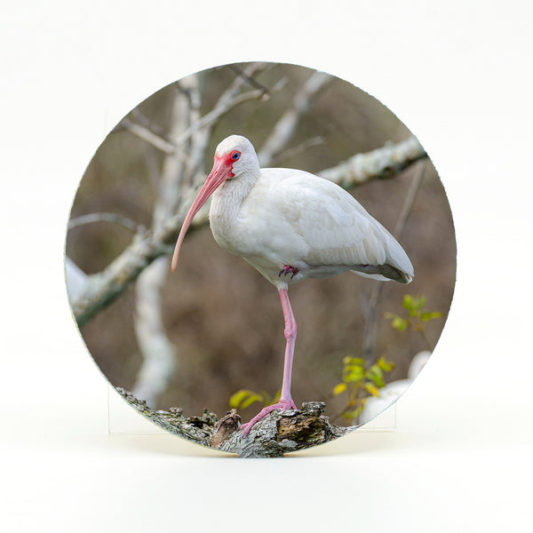 American White Ibis Gifts