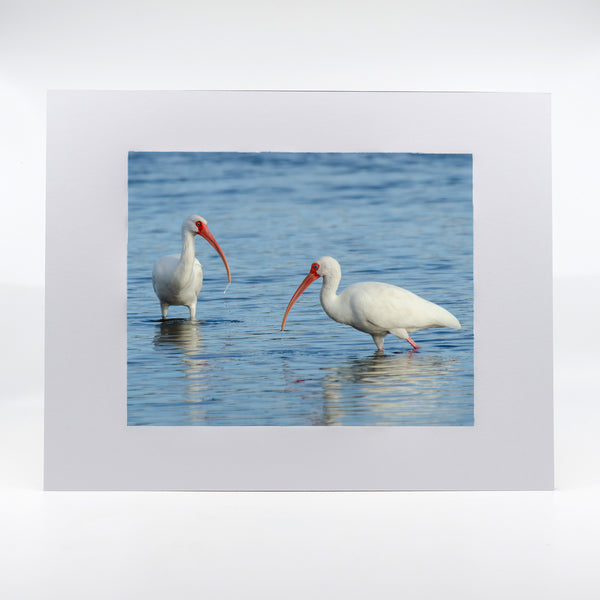 American White Ibis 3 Gifts