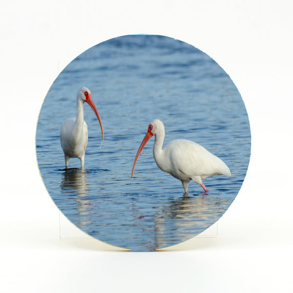 American White Ibis 3 Gifts