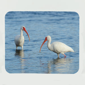 American White Ibis 3 Gifts