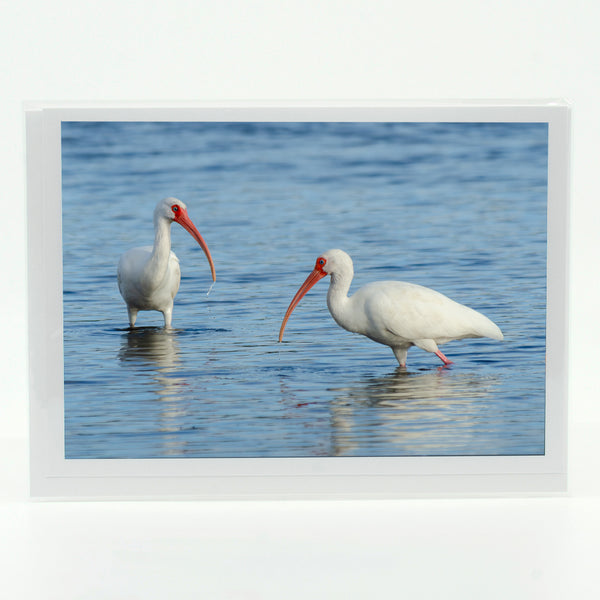 American White Ibis 3 Gifts