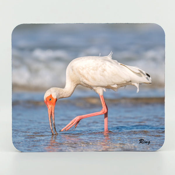 American White Ibis 5 Gifts