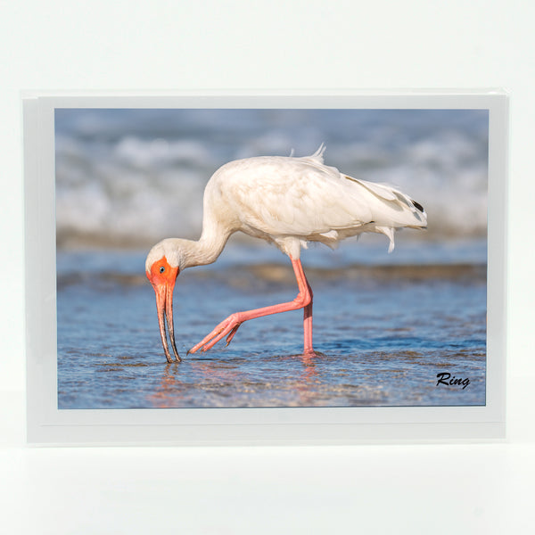 American White Ibis 5 Gifts