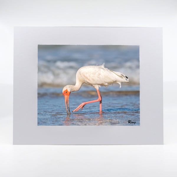 American White Ibis 5 Gifts