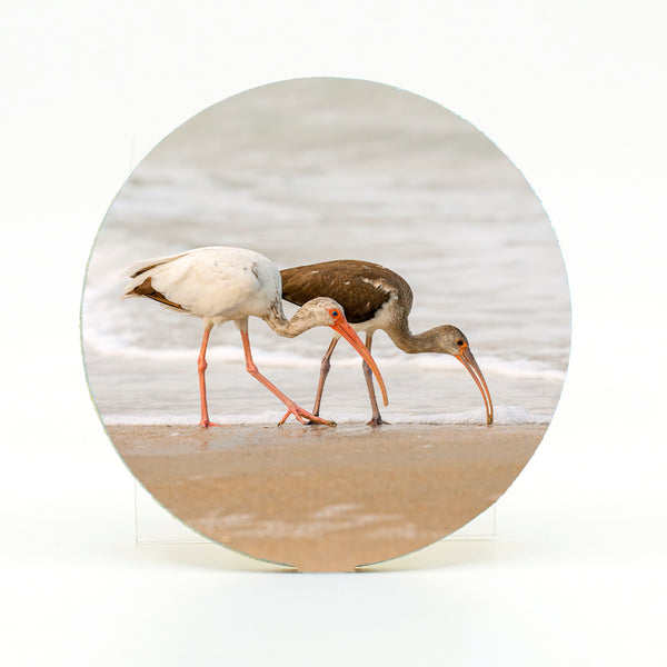 American White Ibis 6 Gifts