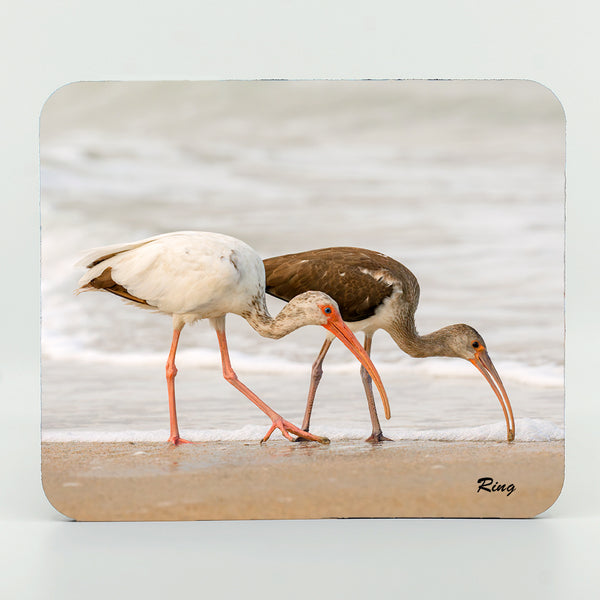 American White Ibis 6 Gifts
