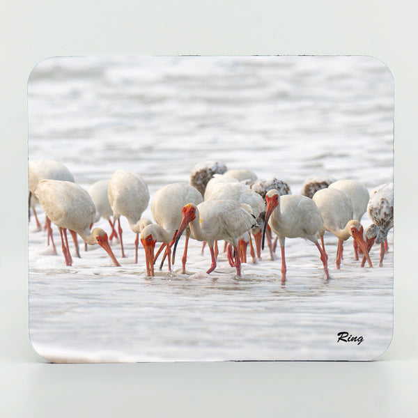 American White Ibis 7 Gifts