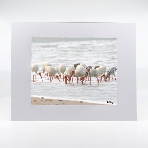 American White Ibis 7 Gifts