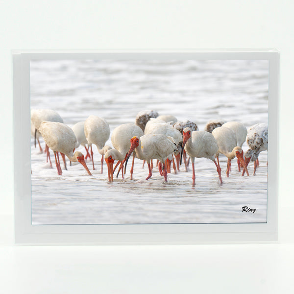 American White Ibis 7 Gifts