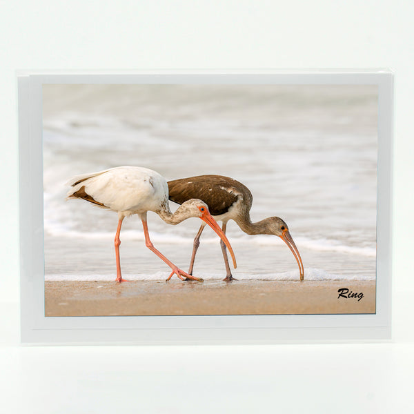 American White Ibis 6 Gifts