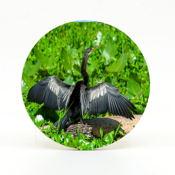 Anhinga 3 Gifts