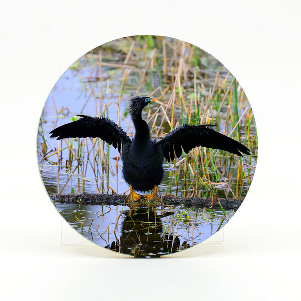 Anhinga 7 Gifts