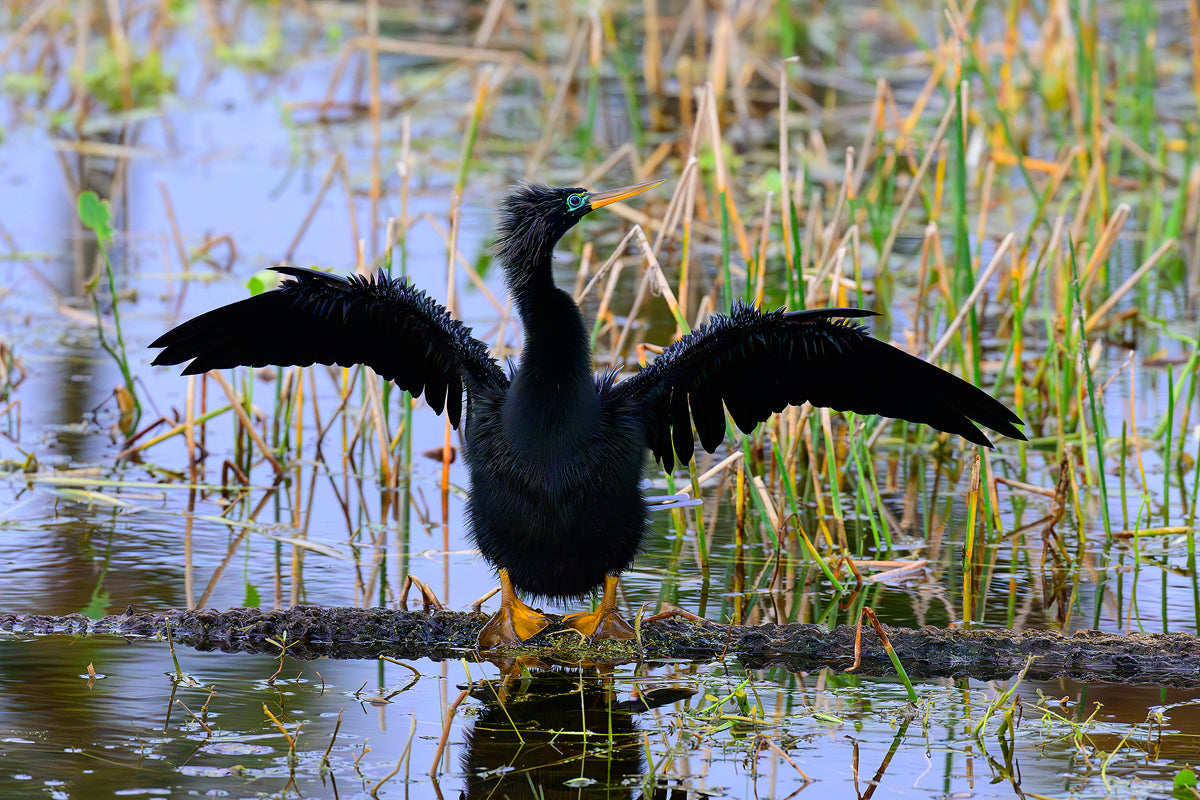 Anhinga 7