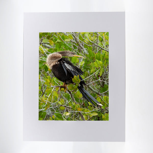 Anhinga Gifts