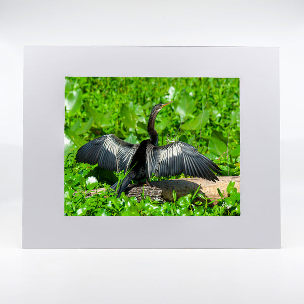 Anhinga 3 Gifts