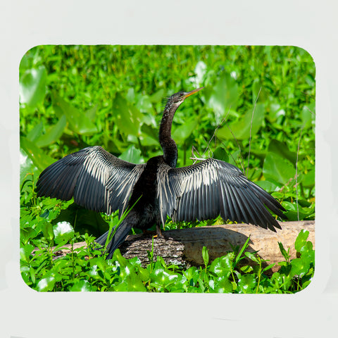 Anhinga 3 Gifts