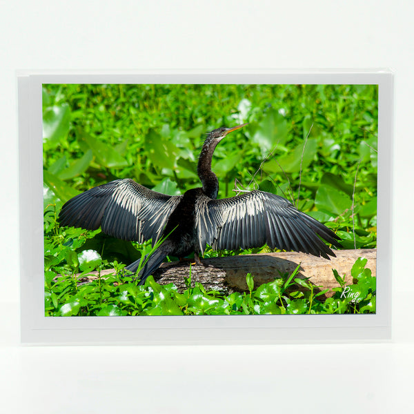 Anhinga 3 Gifts