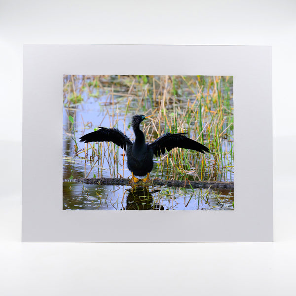 Anhinga 7 Gifts