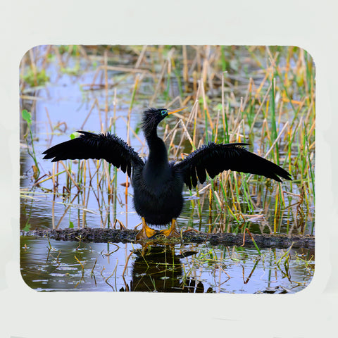 Anhinga 7 Gifts