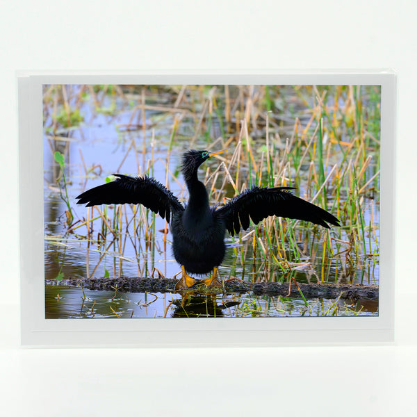 Anhinga 7 Gifts