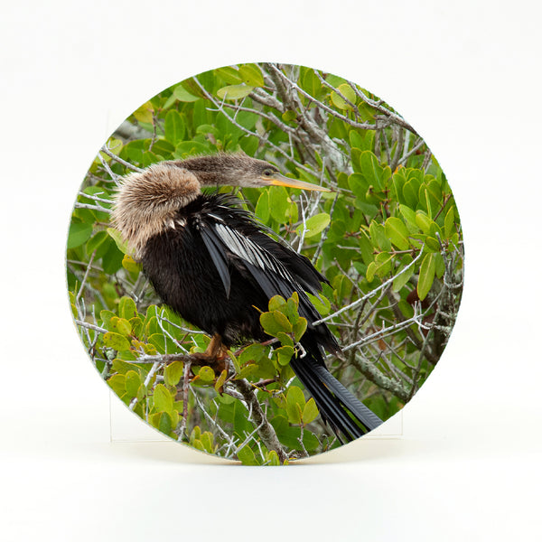 Anhinga Gifts